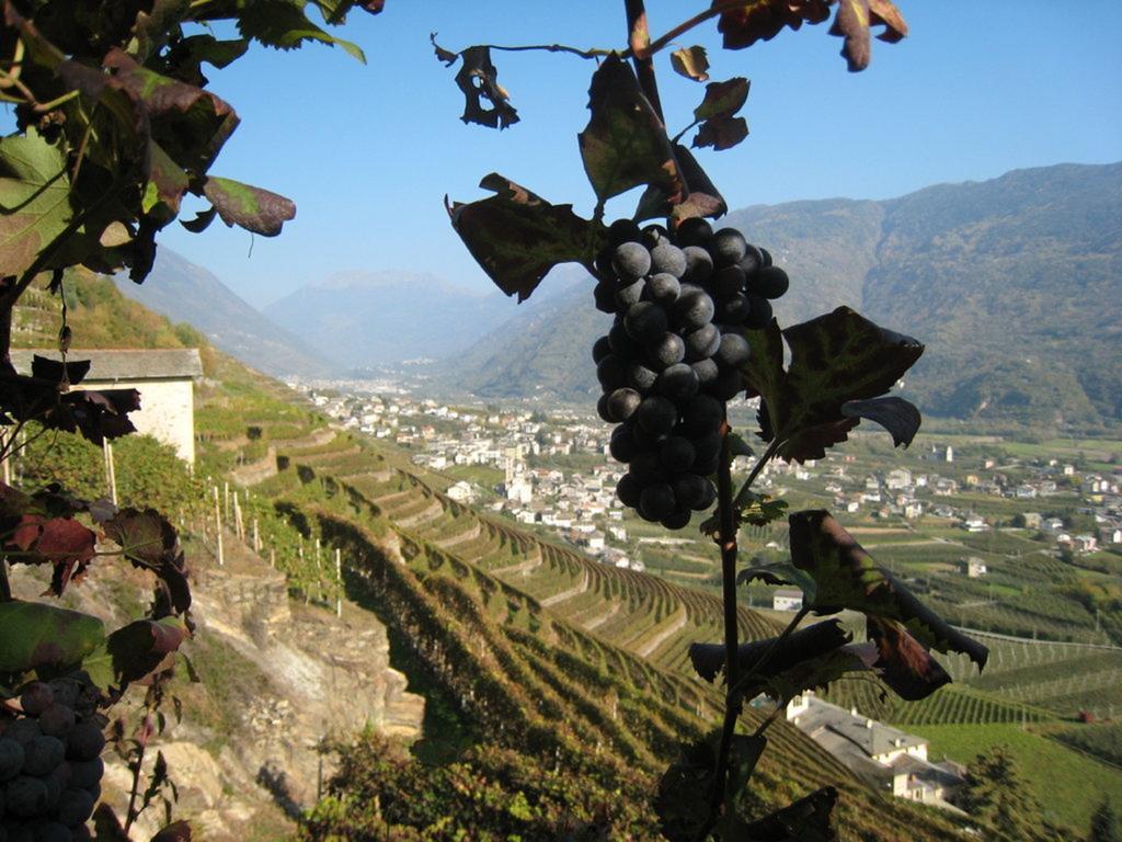 Altavilla Locanda E Tipica Trattoria Bianzone Eksteriør bilde